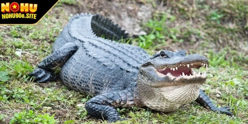 Các con số may mắn trong giấc mơ thấy cá sấu